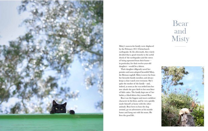 The New Zealand Cat by Rachael Hale McKenna image