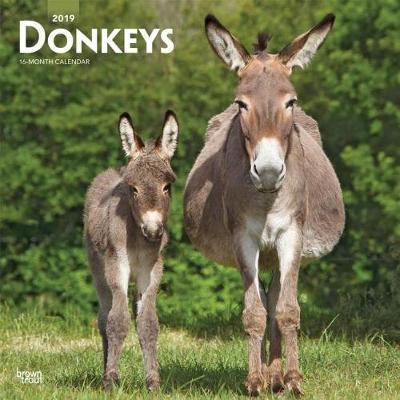 Donkeys 2019 Square Wall Calendar by Inc Browntrout Publishers image