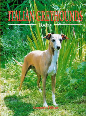 Italian Greyhounds Today on Hardback by Annette Oliver