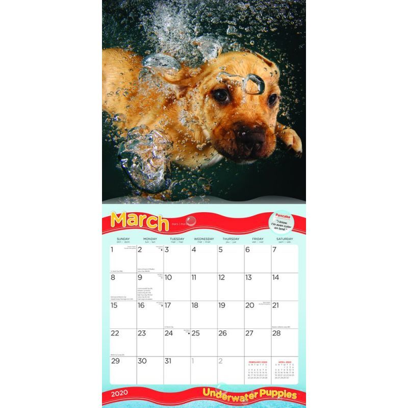 Underwater Puppies 2020 Square Wall Calendar image