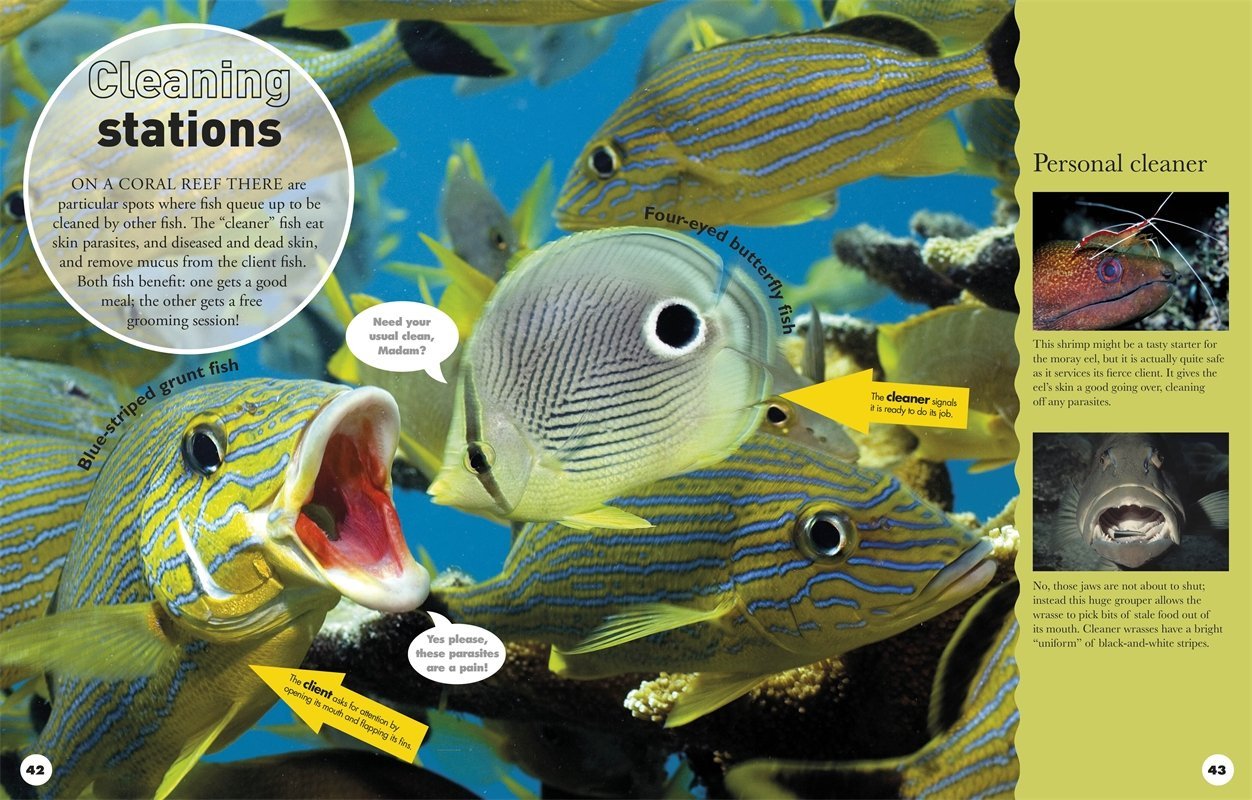 Everything You Need to Know about Sharks: And Other Creatures of the Deep by DK Publishing image