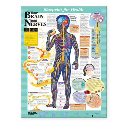 Your Brain and Nerves Chart image