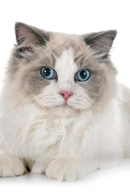 Ragdoll by Notebooks Journals Xlpress image
