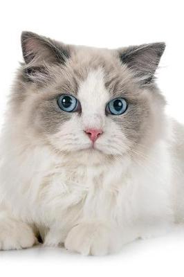 Ragdoll image