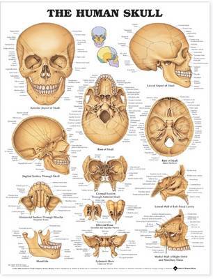 The Human Skull Anatomical Chart image