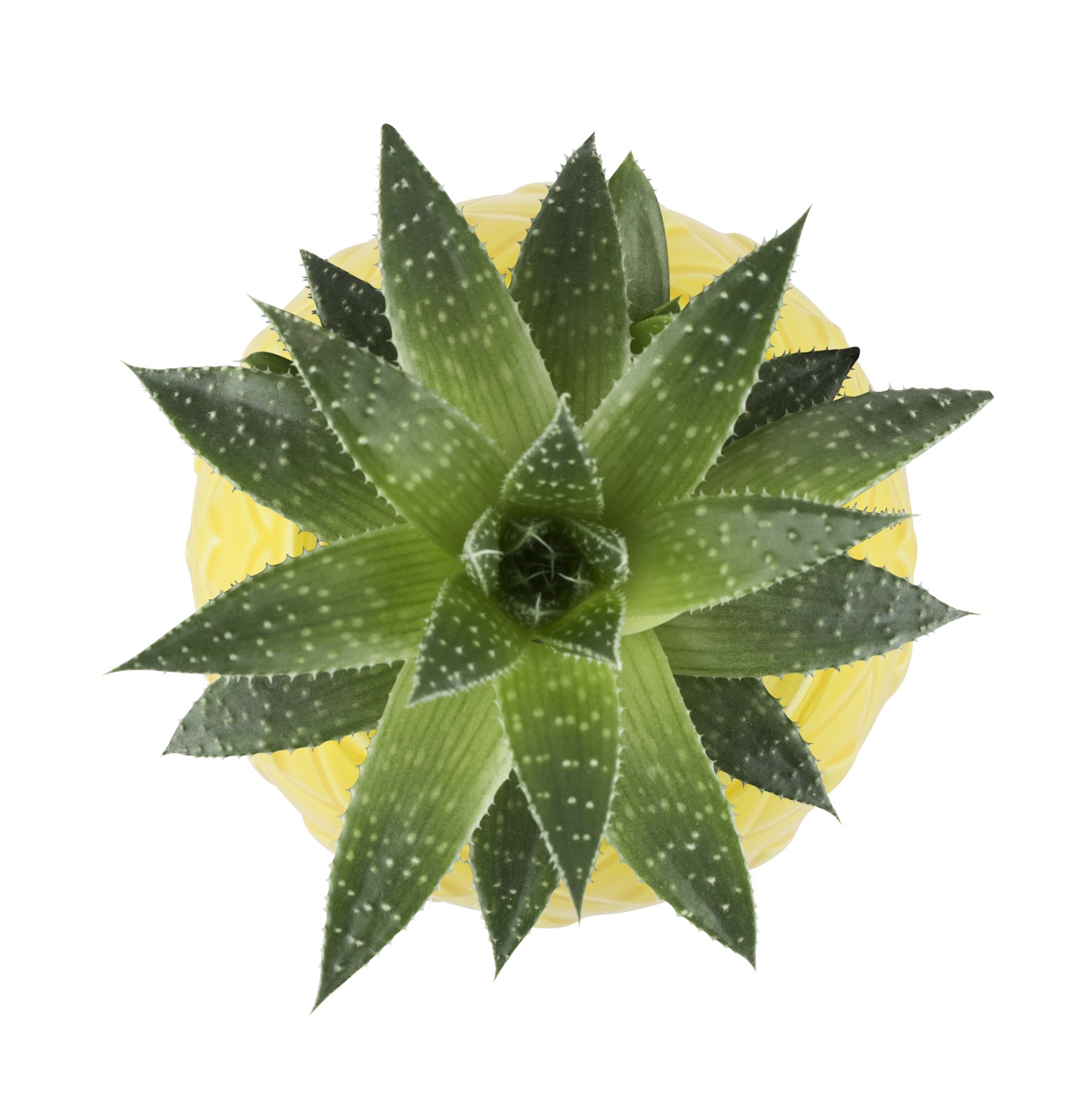 TrueZoo - Pineapple Planter (Small) image