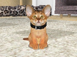 Purr Pals for Nintendo DS image