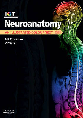 Neuroanatomy image