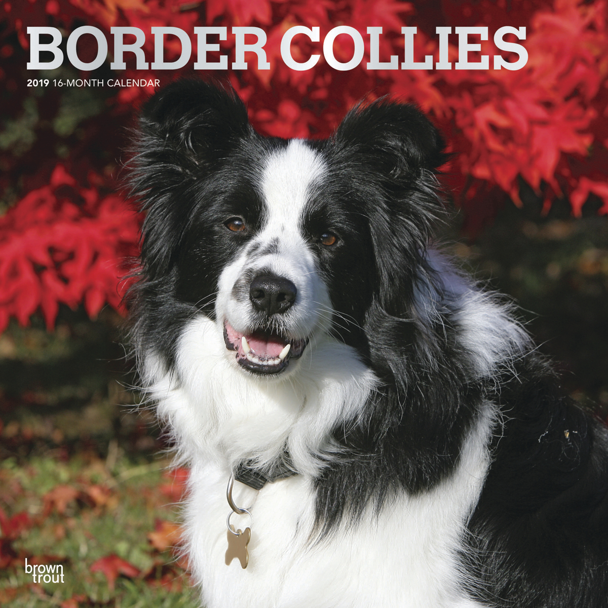 Border Collies 2019 Square Wall Calendar image