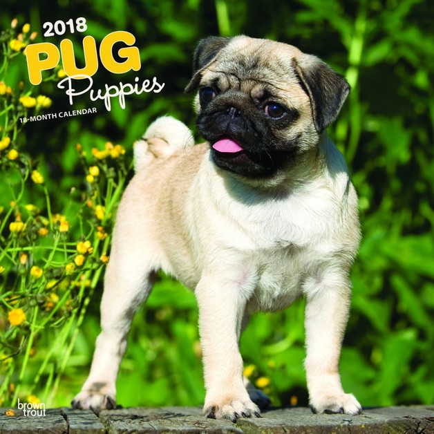 buy a pug