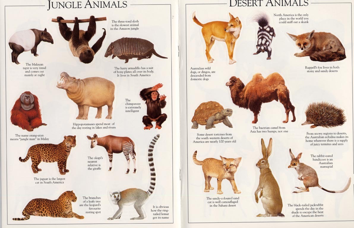 Animal Ultimate Sticker Book by DK image