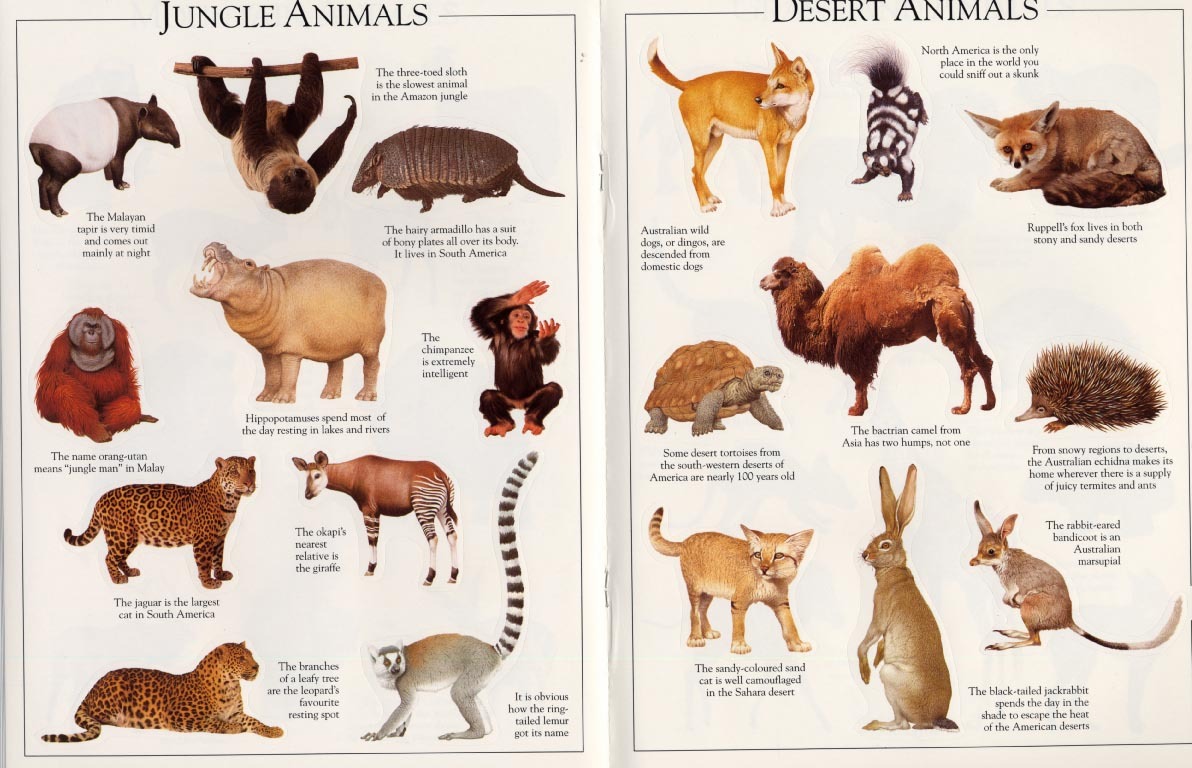 Animals Ultimate Sticker Book image