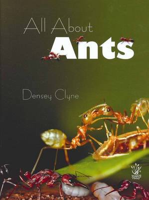 All About Ants image