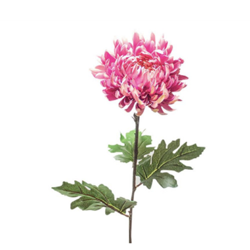 Chrysanthemum Mauve (60cm) at Mighty Ape NZ