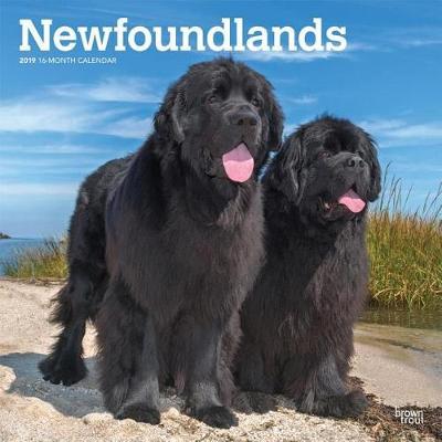 Newfoundlands 2019 Square Wall Calendar by Inc Browntrout Publishers image