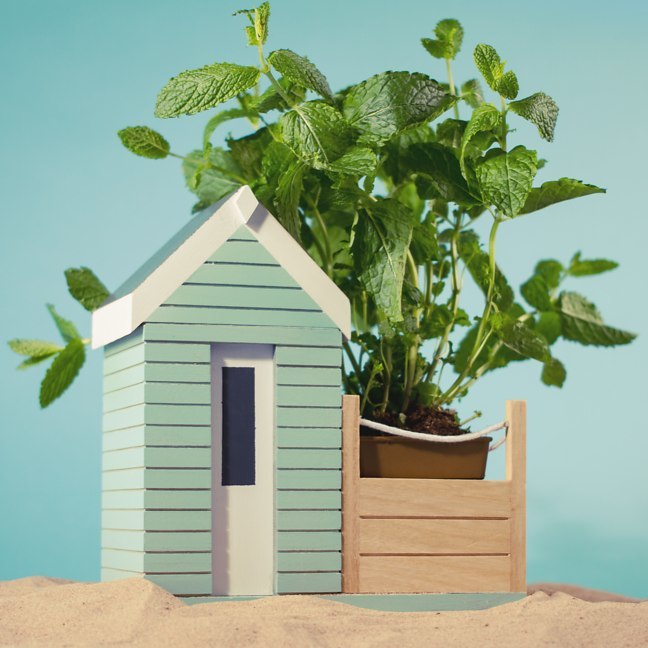 Beach Hut Planter Gift Set image