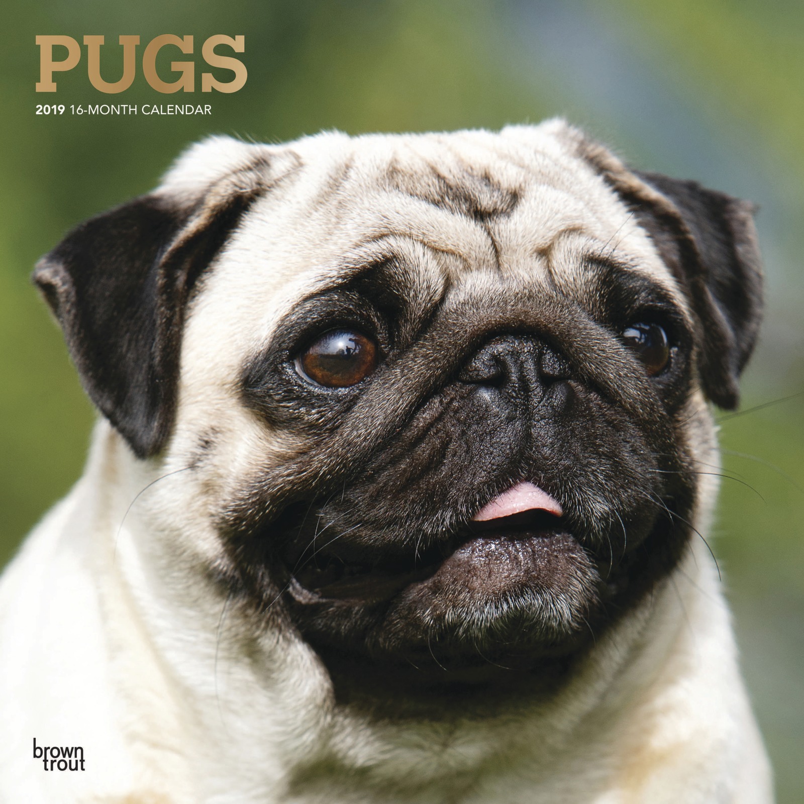 Pugs 2019 Square Wall Calendar by Inc Browntrout Publishers image