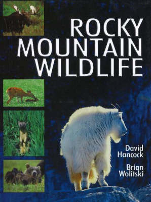 Rocky Mountain Wildlife by David Hancock image