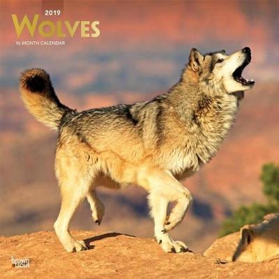 Wolves 2019 Square Wall Calendar by Inc Browntrout Publishers image