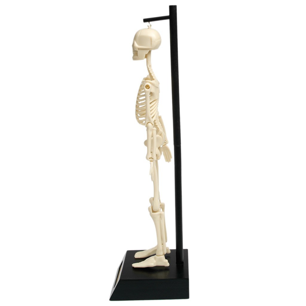 Anatomical Skeleton Model image