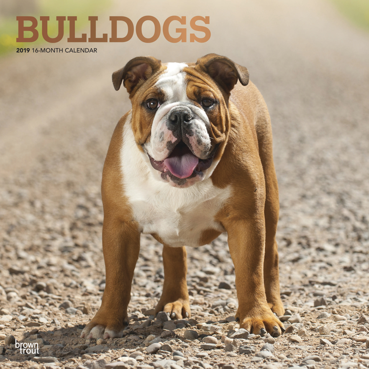 Bulldogs 2019 Square Wall Calendar by Inc Browntrout Publishers image