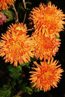 Orange Mums Autumn Flower Journal by Cs Creations image