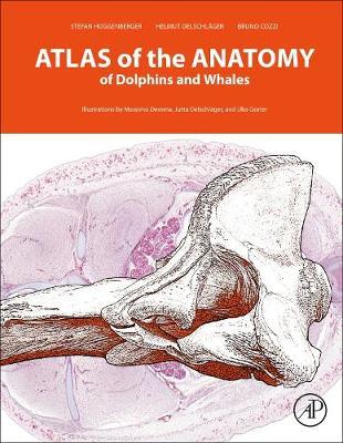 Atlas of the Anatomy of Dolphins and Whales by Bruno Cozzi image