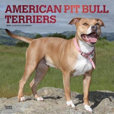 American Pit Bull Terriers 2019 Square Foil by Inc Browntrout Publishers image