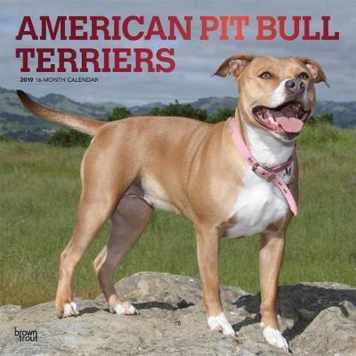 American Pit Bull Terriers 2019 Square Foil by Inc Browntrout Publishers