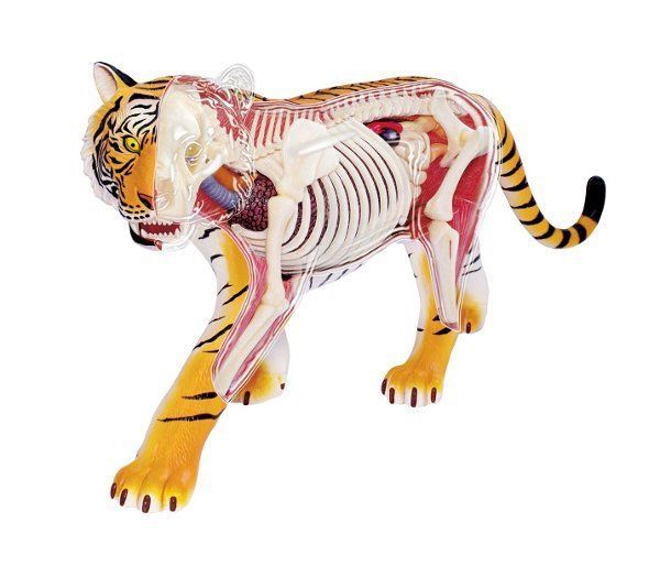 Buy Tiger Anatomy Model at Mighty Ape NZ
