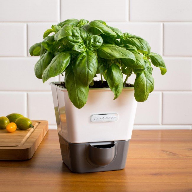 Cole & Mason: Self Watering Herb Keeper - Single image