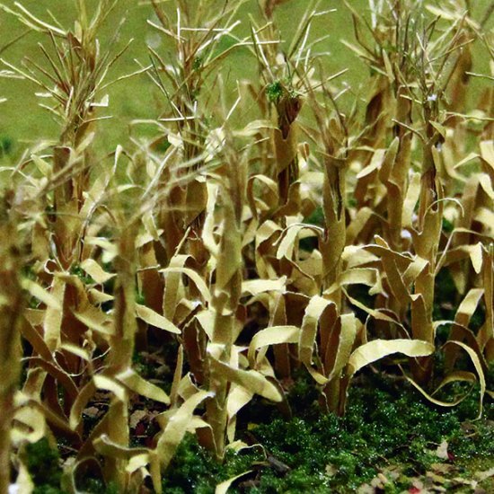 JTT: HO Scale Dried Corn Stalks - 30 Pack image