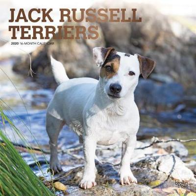 buy jack russell