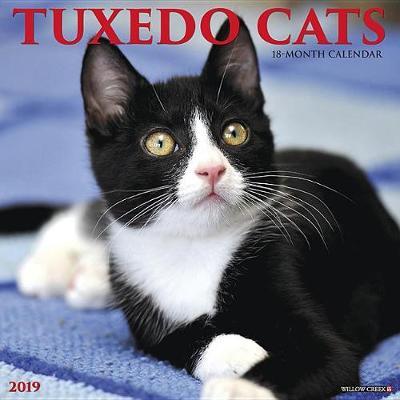 Just Tuxedo Cats 2019 Wall Calendar | Willow Creek Press Book | Buy Now |  at Mighty Ape NZ
