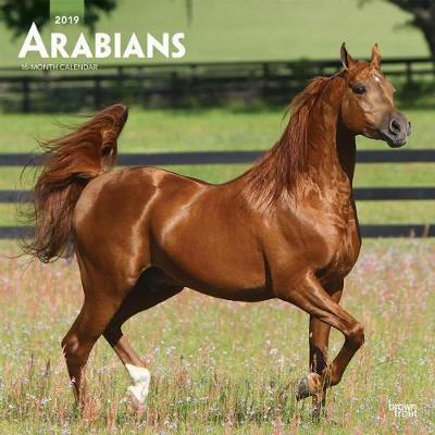 Arabians 2019 Square by Inc Browntrout Publishers image