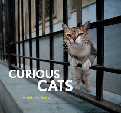 Curious Cats by Mitsuaki Iwago image