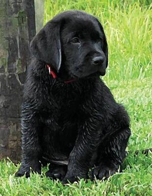 buy black labrador