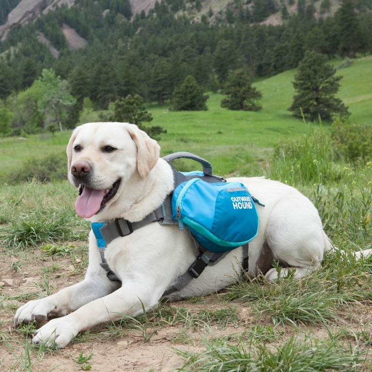 Outward Hound: Daypak Blue - Medium image