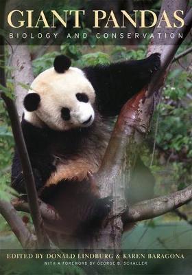 Giant Pandas image