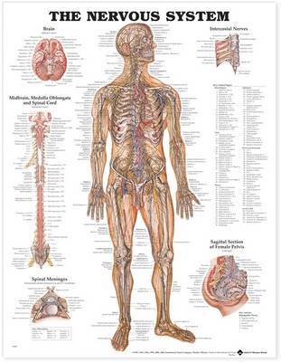 The Nervous System Anatomical Chart image