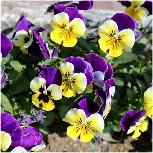 NZ Seed Bombs - Bouquet Blend image