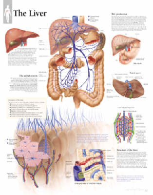 Liver image