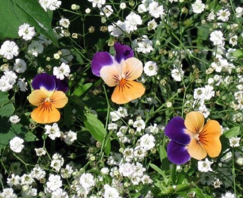 NZ Seed Bombs - Bouquet Blend image