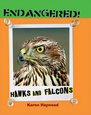 Hawks and Falcons on Hardback by Karen Haywood