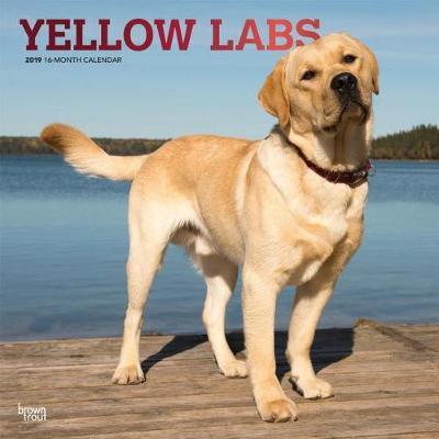 Labrador Retrievers, Yellow 2019 Square Wall Calendar by Inc Browntrout Publishers image