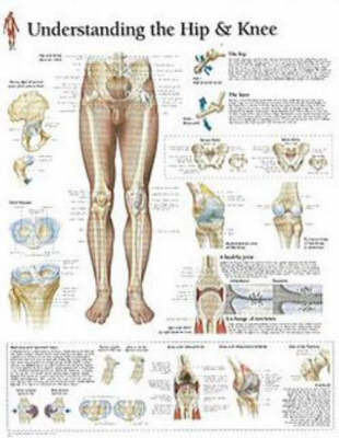 Understanding Hip and Knee image