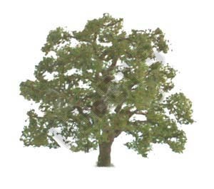 JTT: O Scale Scenic Live Oak - Single Pack