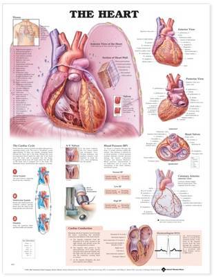 The Heart Anatomical Chart image
