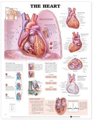 Heart Anatomical Chart image