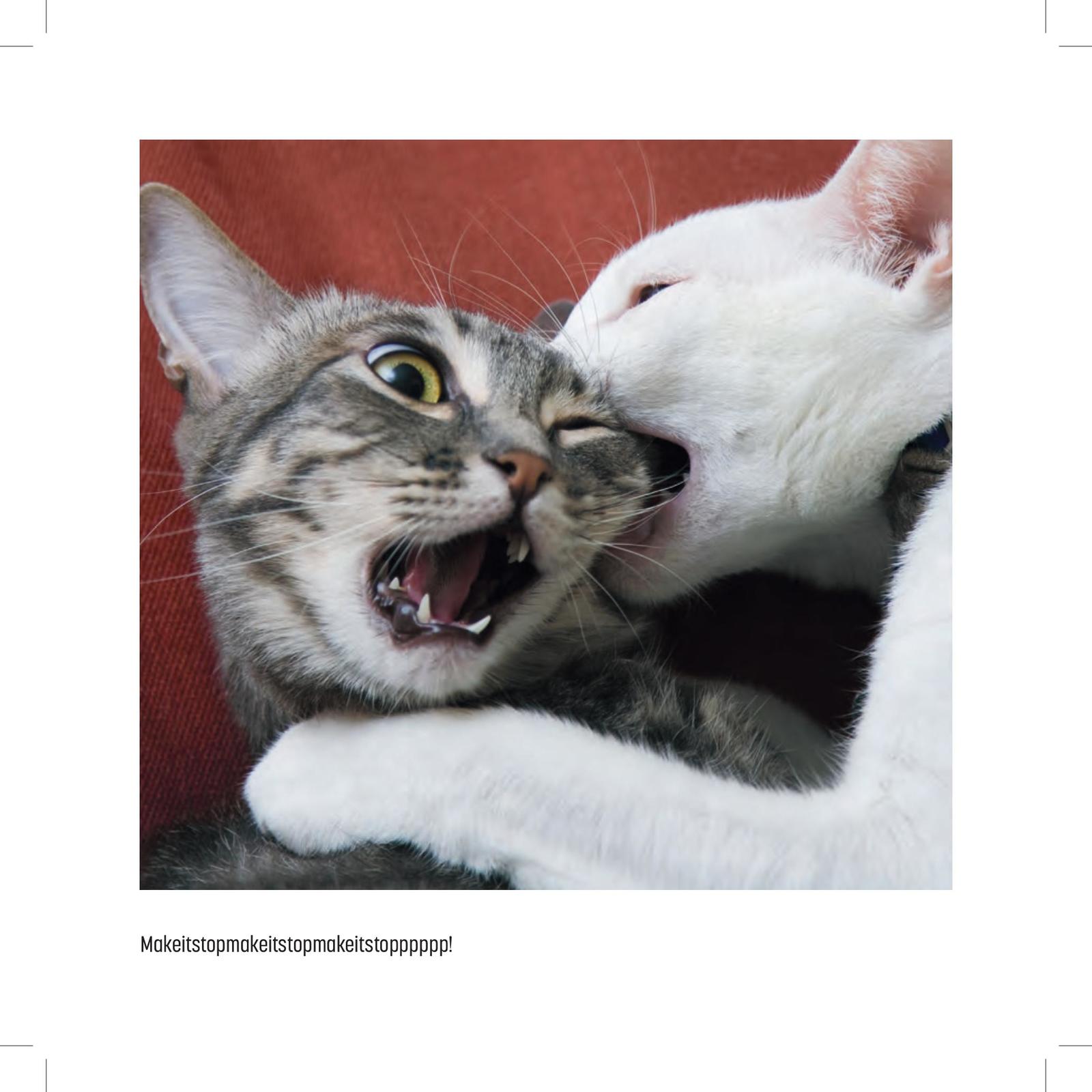 My Cat is a Dick by Malcolm Katz image